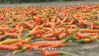 湖南黄辣椒的特点与烹饪技巧-湖南黄辣椒的营养价值解析