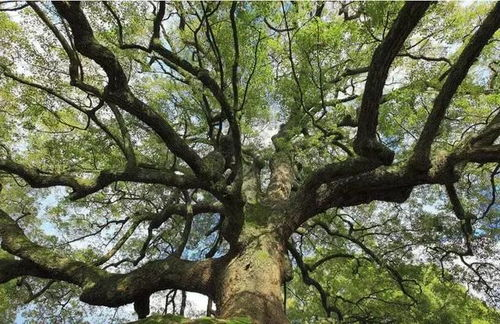 湖南香樟树种植与保护-生态环境建设的关键因素
