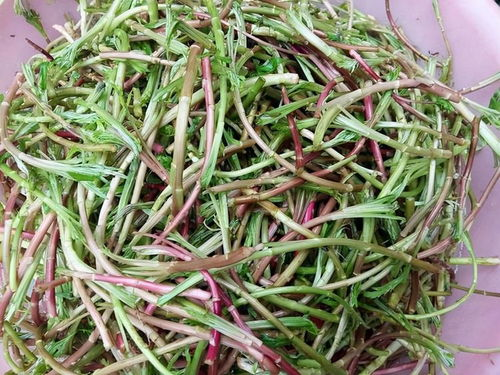 湖南芥的特色与食用方法-湖南地方美食解析