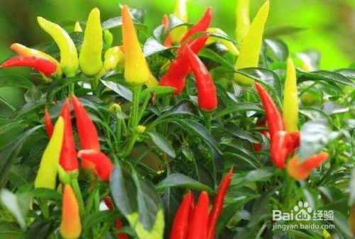 湖南朝天椒种植技术与市场前景分析