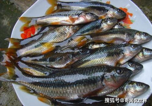 湖南鱼做法,传统与创新的完美结合-家常烹饪指南