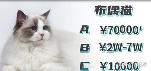 一、种子猫平台介绍