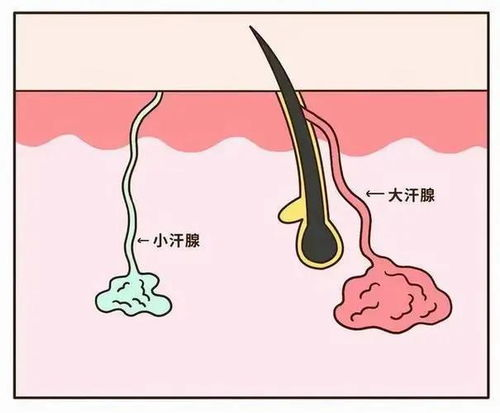 一、了解私处毛发浓密的原因