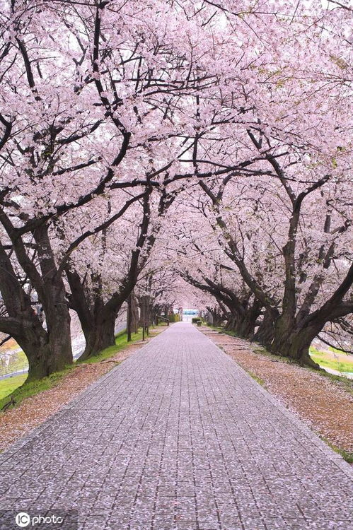 一、樱花草视频的魅力