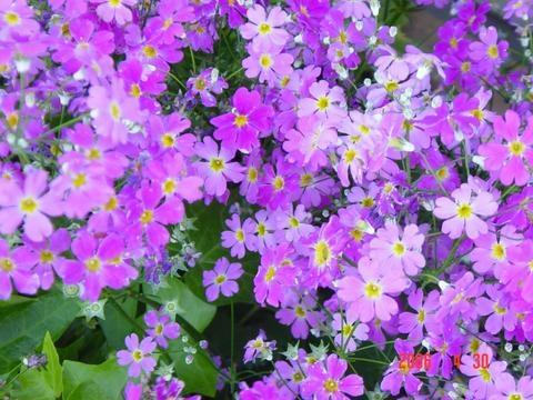 一、樱花草视频简介