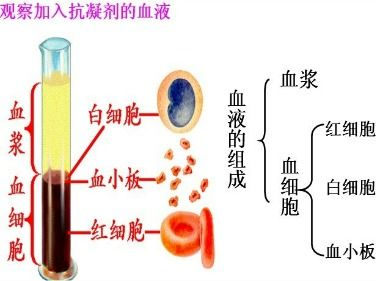 一、成分与质地差异
