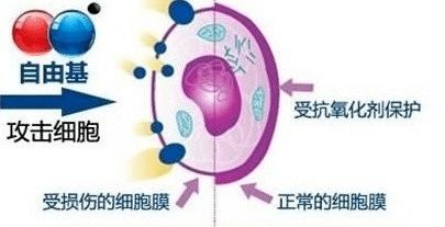 一、维生素E的抗氧化特性