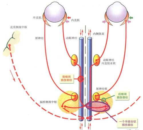 一、眼球的基本构造