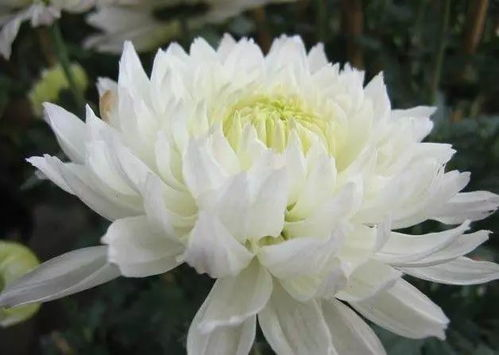 1. 白菊花的象征意义