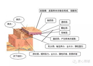 一、了解皮肤结构与功能